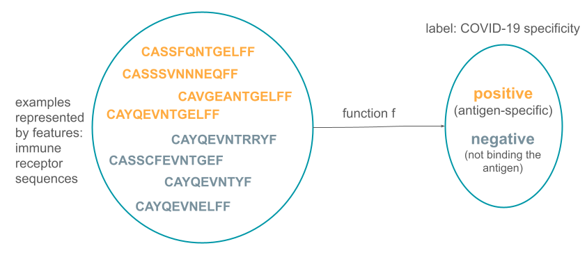 This figure shows a set of examples in machine learning (a set of immune receptor sequences), a set of labels (positive, negative for COVID-19) and a function f that maps between these two sets.