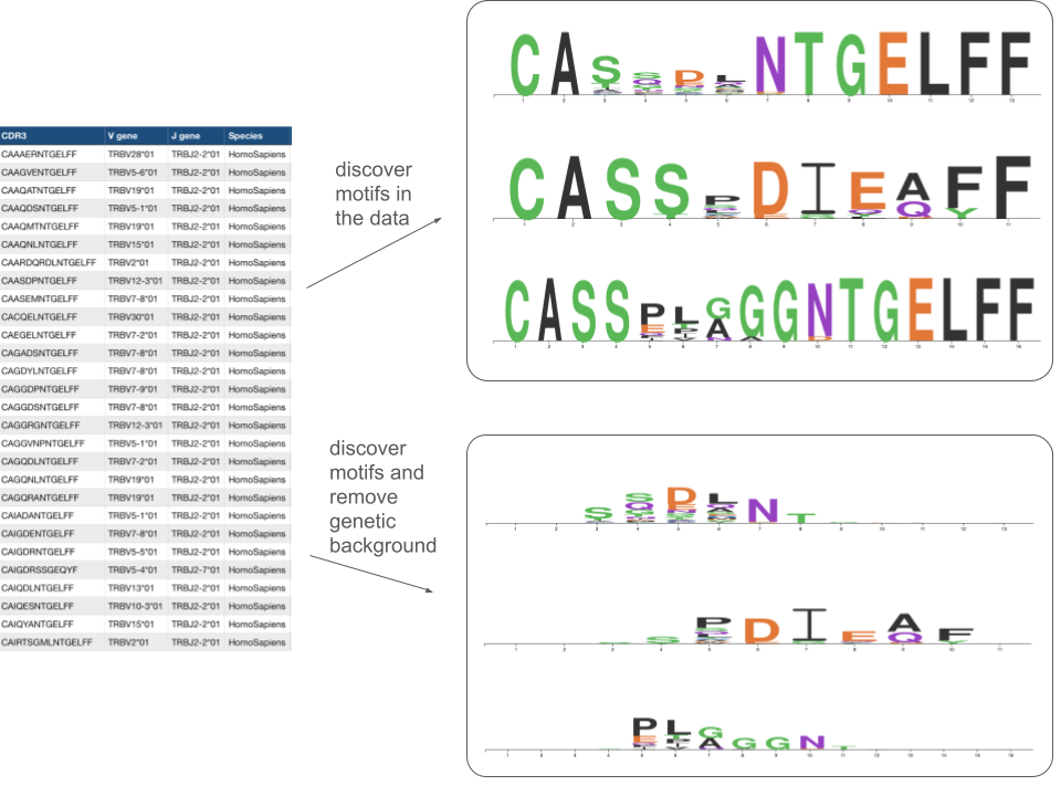 This figure shows a table with a list of immune receptor (TCR) sequences and the motifs that were extracted as common in those sequences when adjusted and when not adjusted for the genetic background.