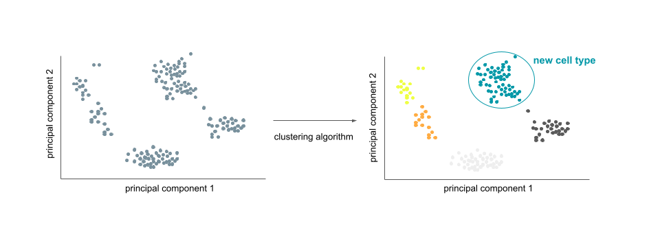 This figure shows a plot with principal components 1 and 2 on x and y axis respectively, with points in clusters. When a clustering algorithm is applied, the same plot is shown but the points are grouped into clusters of different colors, and one cluster is labeled to represent a new cell type.