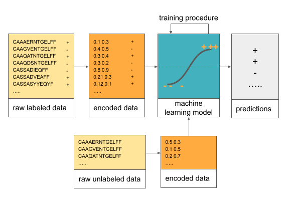 This figure shows a simple machine learning workflow including raw labeled data that is transformed to encoded data, and then provided to the ML model fitted via a training procedure. When new raw data is encoded, it is provided to the trained model to make predictions.